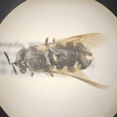 Stratiomys normula thumbnail 1