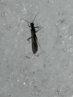 Dwarf Snowfly thumbnail 2
