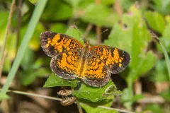 Pearl Crescent thumbnail 5
