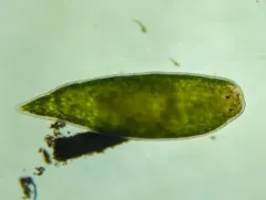 Dalyellia viridis thumbnail 3