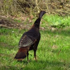 Wild Turkey thumbnail 3