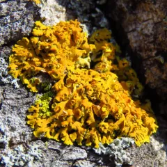 Hooded Sunburst Lichen thumbnail 4