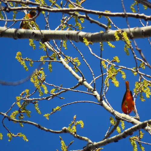 Baltimore Oriole