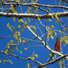 Baltimore Oriole thumbnail 1