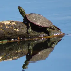 Northern Map Turtle thumbnail 3