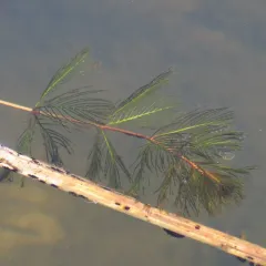 Eurasian water-milfoil thumbnail 4