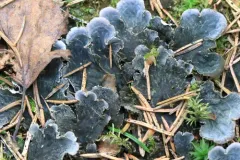 dog pelt lichen thumbnail 5