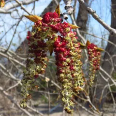 Eastern Cottonwood thumbnail 1