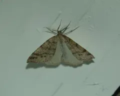 Drepanulatrix falcataria thumbnail 4