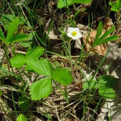 woodland strawberry thumbnail 2