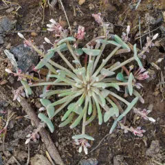 Pale Springbeauty thumbnail 3