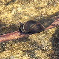 Marsh Pond Snail thumbnail 1