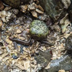 Pile Worm thumbnail 3