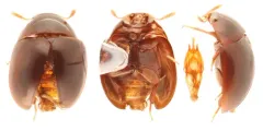 Acylomus ergoti thumbnail 2
