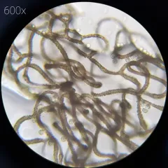 Hemitrichia clavata thumbnail 4