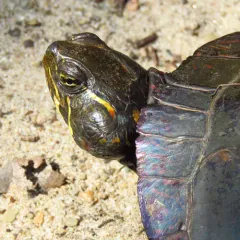 Painted Turtle thumbnail 3