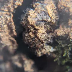 Chaenothecopsis perforata thumbnail 3