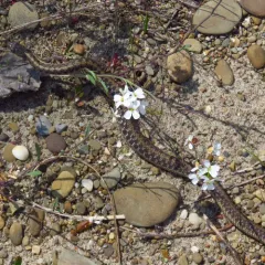 Common Garter Snake thumbnail 1