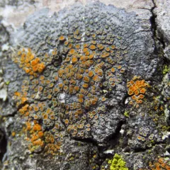gray-rimmed firedot lichen thumbnail 2