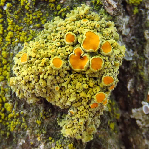 Pin-cushion Sunburst Lichen