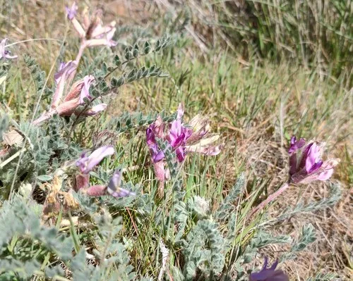 Bent Milkvetch