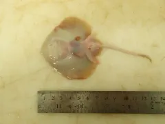 Smooth Skate thumbnail 4