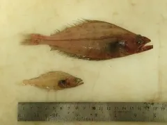 Greenland Halibut thumbnail 2