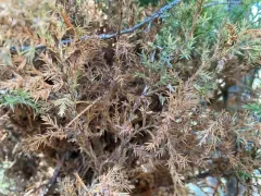 Juniper Broom Rust thumbnail 3