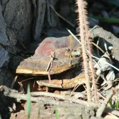 Ganoderma polychromum thumbnail 4