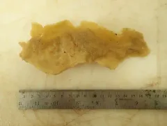 Plicatellopsis bowerbanki thumbnail 2