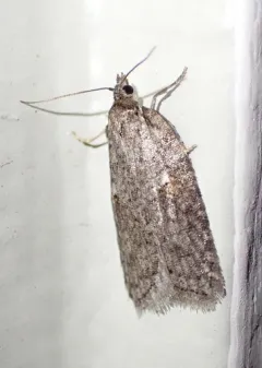 Acleris hudsoniana thumbnail 1