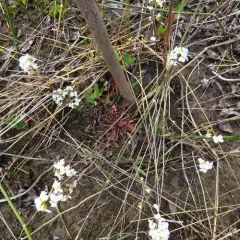 Lyreleaf Rockcress thumbnail 2