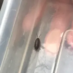 Common Pill Woodlouse thumbnail 3