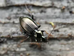 Agonum ferreum thumbnail 4