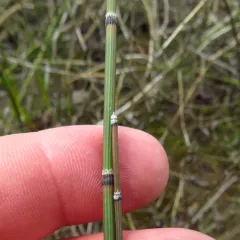 variegated horsetail thumbnail 3