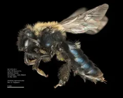 Blue-and-black Mining Bee thumbnail 2