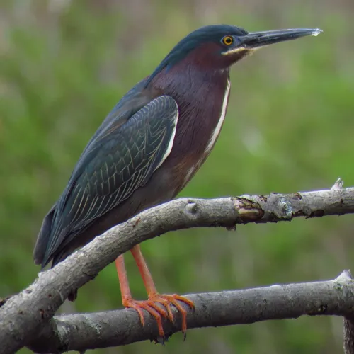 Green Heron