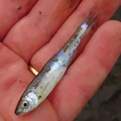 Emerald Shiner thumbnail 2