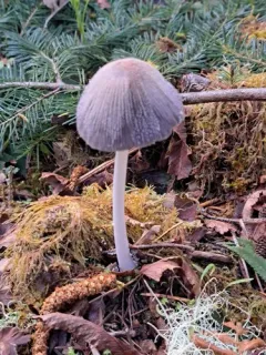 Coprinellus radians thumbnail 3