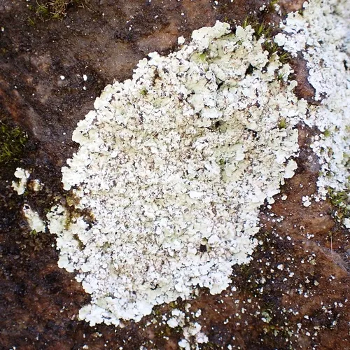 Elf-ear Dust