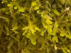 Bluish Veilwort thumbnail 3