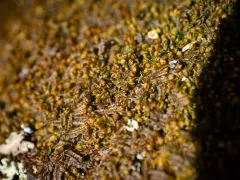 bog-moss flapwort thumbnail 2