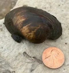 Higgins' Eye Pearly Mussel thumbnail 1