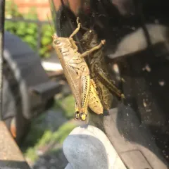Differential Grasshopper thumbnail 4