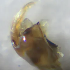 Trichocorixa calva thumbnail 3