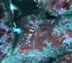 Painted Greenling thumbnail 2