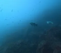 Black Rockfish thumbnail 2
