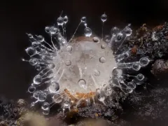 Pandora batallata thumbnail 3