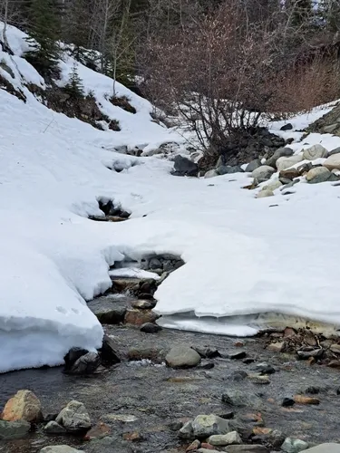 Thin Snowfly