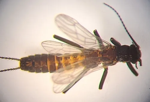 Dwarf Snowfly